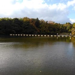 大安トラウトレイク釣果